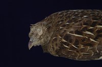 Mikado Pheasant Collection Image, Figure 11, Total 11 Figures